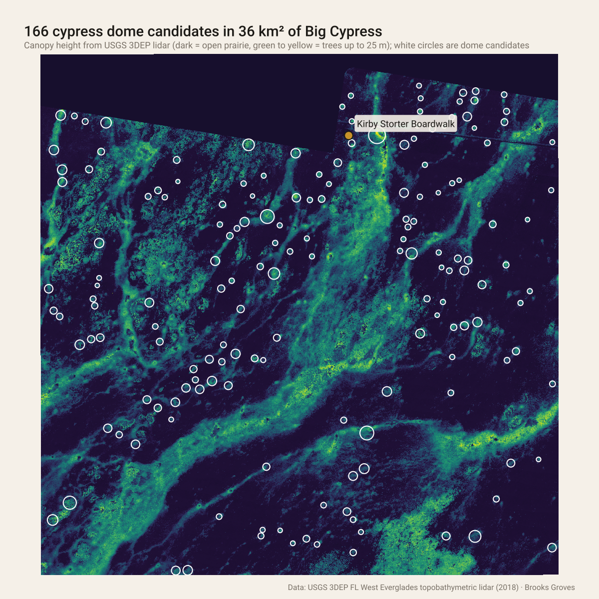 A 6 by 6 kilometre canopy height map of Big Cypress near the Kirby Storter Boardwalk: dark open prairie crossed by long green and yellow bands of taller cypress strands running northeast to southwest, with 166 small white circles marking round dome candidates scattered through the prairie, and a gold dot for the boardwalk near the top