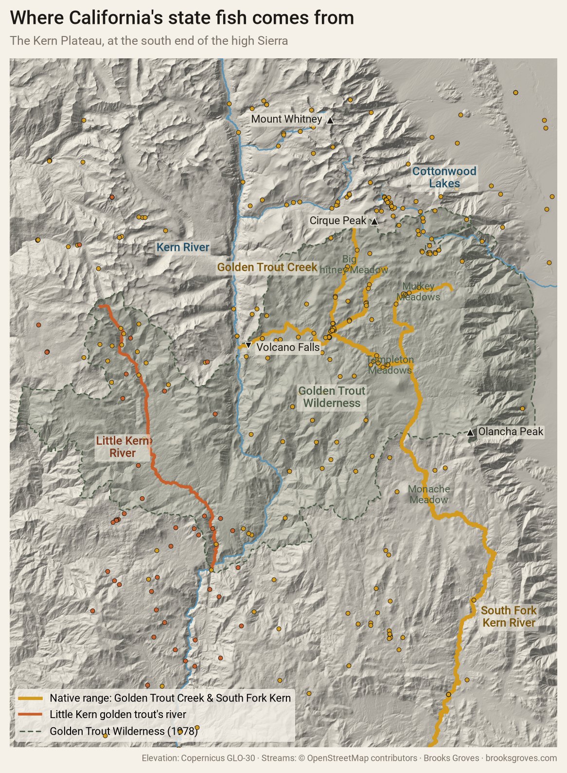 Shaded relief map of the Kern Plateau in the southern Sierra Nevada. The Kern River runs north to south through a deep canyon on the left. East of it, Golden Trout Creek is drawn in gold, running west from Big Whitney Meadow to Volcano Falls on the Kern. Further east the South Fork Kern River, also gold, runs south past Mulkey, Templeton and Monache meadows. West of the Kern, the Little Kern River is drawn in rust. A dashed green line outlines the Golden Trout Wilderness. Mount Whitney, Cirque Peak, the Cottonwood Lakes and Olancha Peak are labelled. Small gold and rust dots mark GBIF records of the two golden trout.