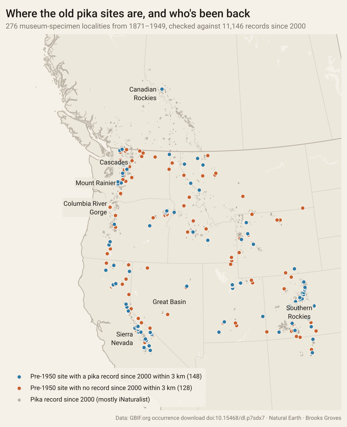 Map of western North America from southern California and Colorado to central British Columbia and Alberta, with state and provincial lines. Small grey dots show pika records since 2000, clustered in the Sierra Nevada, the Colorado Rockies, the Cascades and the Canadian Rockies. 276 larger dots mark pre-1950 museum localities: 148 blue, with a modern record within 3 kilometres, and 128 rust, without one. Blue dominates in the Sierra Nevada and Colorado; rust is common across Idaho, Montana, eastern Oregon, Nevada and northern Washington.