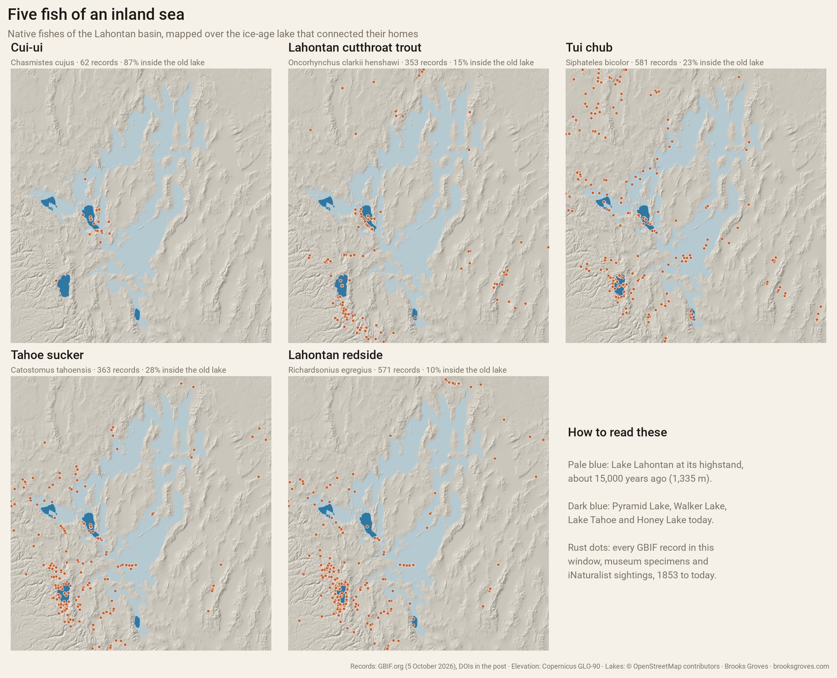Five small maps of the Lahontan basin, each with the ancient lake in pale blue and today's lakes in dark blue, and rust dots for GBIF records of one fish. Cui-ui: records clustered only around Pyramid Lake. Lahontan cutthroat trout: around Pyramid Lake, Walker Lake, the Tahoe area and scattered streams to the east. Tui chub: spread widely across the basin and into northeastern California. Tahoe sucker and Lahontan redside: concentrated around Lake Tahoe and the Truckee and Carson rivers, with records scattered across the basin.