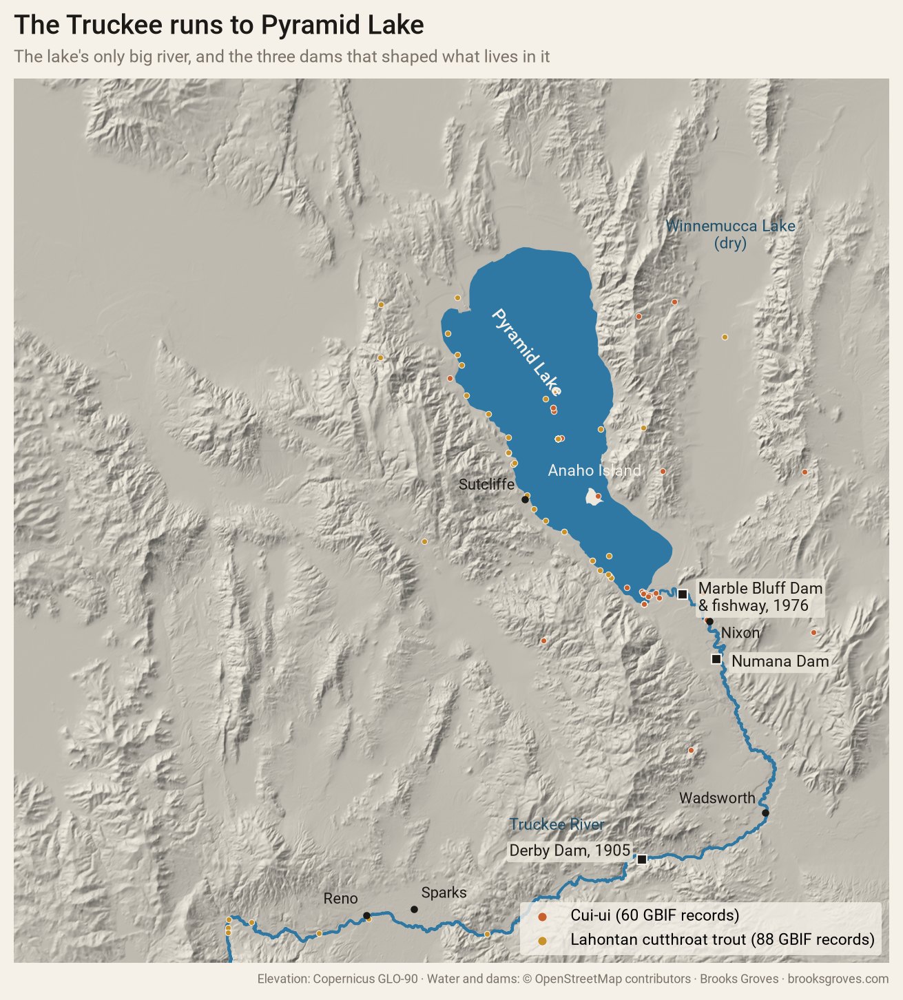 Shaded relief map of the lower Truckee River and Pyramid Lake. The Truckee flows east from Reno and Sparks, past Derby Dam (1905), turns north at Wadsworth, passes Numana Dam and Nixon, and reaches Pyramid Lake at Marble Bluff Dam and fishway (1976). The dry Winnemucca Lake valley lies east of Pyramid Lake. Rust dots for cui-ui records cluster around the river mouth and the lake; gold dots for Lahontan cutthroat trout line the western shore and the river near Reno.