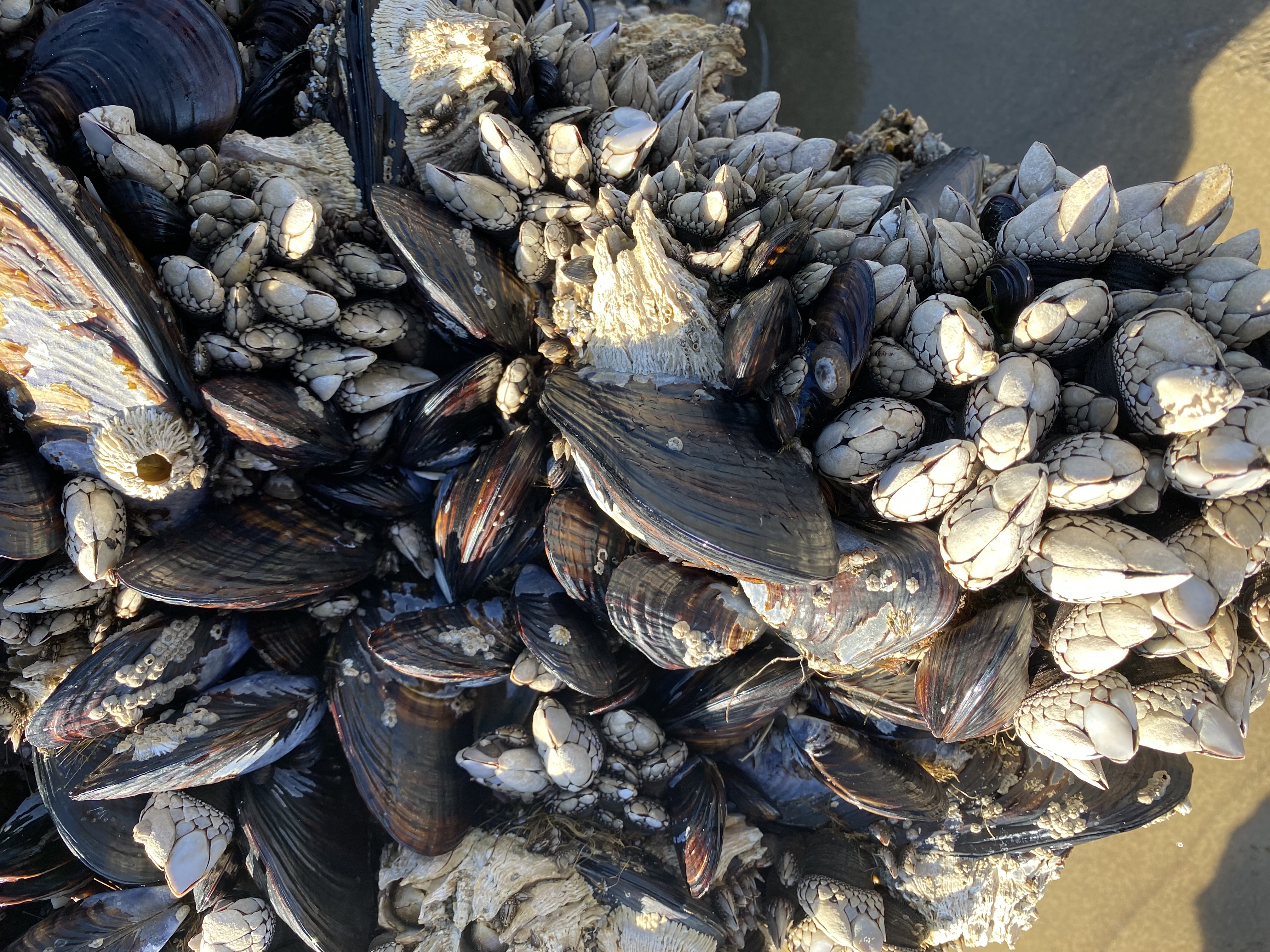Mussels and barnacles clustered on tide pool rock